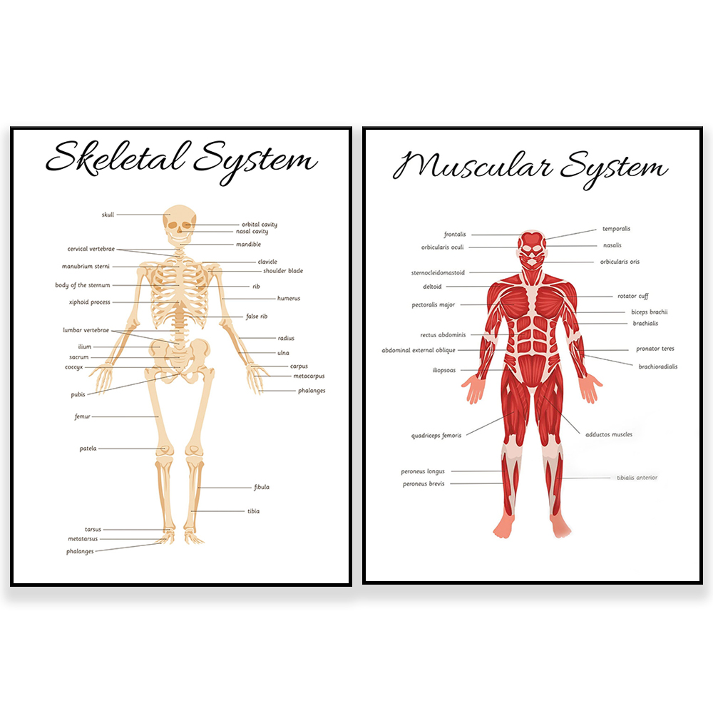 SISTEMA SKELETAL • Pôster educ - Kids Education System avaliação e preço